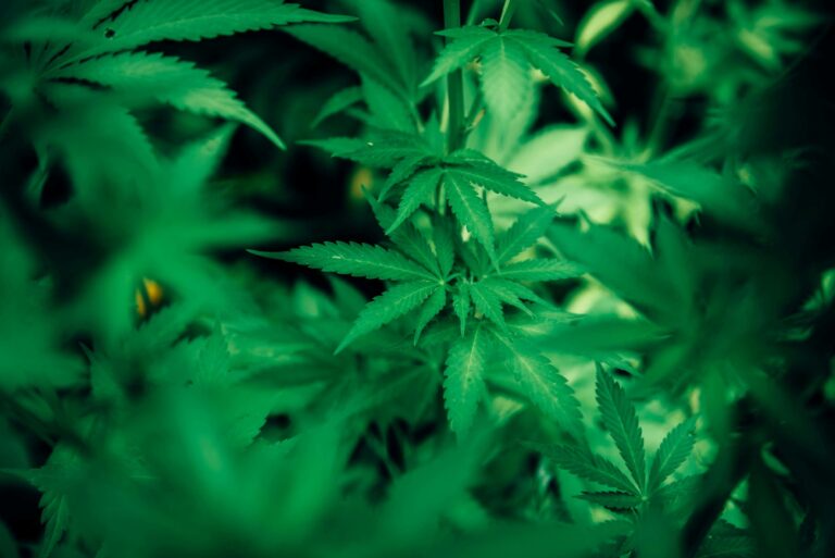Does Marijuana Cause Psychosis